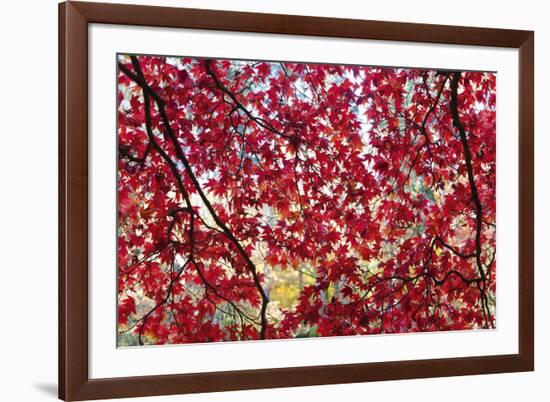 Through the Leaves-Peter Adams-Framed Giclee Print