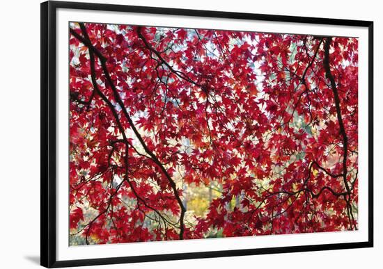 Through the Leaves-Peter Adams-Framed Giclee Print