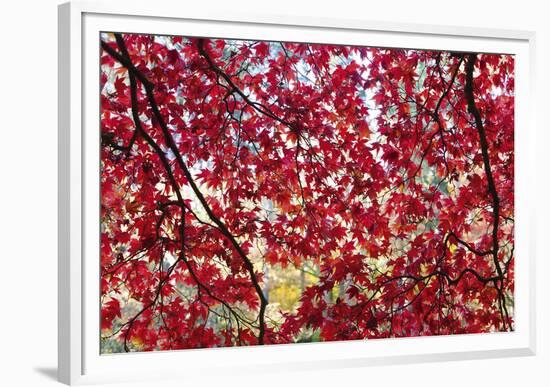 Through the Leaves-Peter Adams-Framed Giclee Print