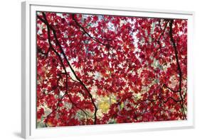 Through the Leaves-Peter Adams-Framed Giclee Print