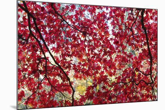 Through the Leaves-Peter Adams-Mounted Giclee Print