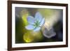 Through the Light-Heidi Westum-Framed Photographic Print