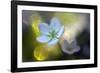 Through the Light-Heidi Westum-Framed Photographic Print