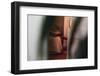 Through The Lines-Sebastian Black-Framed Photo