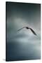Through the Rolling Storm Bald Eagle-Jai Johnson-Stretched Canvas