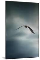 Through the Rolling Storm Bald Eagle-Jai Johnson-Mounted Giclee Print