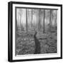 Through the Trees B&W-Andreas Stridsberg-Framed Giclee Print