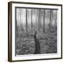 Through the Trees B&W-Andreas Stridsberg-Framed Giclee Print