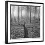 Through the Trees B&W-Andreas Stridsberg-Framed Giclee Print