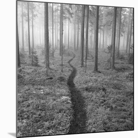 Through the Trees B&W-Andreas Stridsberg-Mounted Giclee Print
