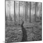 Through the Trees B&W-Andreas Stridsberg-Mounted Giclee Print