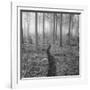 Through the Trees B&W-Andreas Stridsberg-Framed Giclee Print