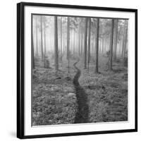Through the Trees B&W-Andreas Stridsberg-Framed Giclee Print