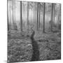 Through the Trees B&W-Andreas Stridsberg-Mounted Giclee Print