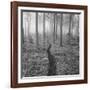 Through the Trees B&W-Andreas Stridsberg-Framed Giclee Print