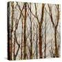 Through The Trees I-Kyle Webster-Stretched Canvas