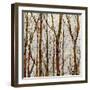 Through The Trees I-Kyle Webster-Framed Art Print