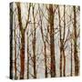 Through The Trees II-Kyle Webster-Stretched Canvas