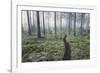 Through the Trees-Andreas Stridsberg-Framed Giclee Print