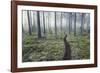 Through the Trees-Andreas Stridsberg-Framed Giclee Print