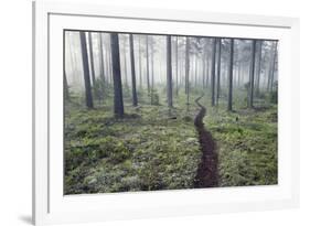 Through the Trees-Andreas Stridsberg-Framed Giclee Print