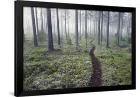 Through the Trees-Andreas Stridsberg-Framed Giclee Print