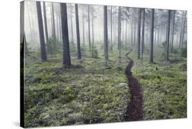 Through the Trees-Andreas Stridsberg-Stretched Canvas