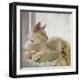 Through the Window-Diane Hoeptner-Framed Art Print