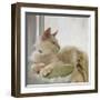 Through the Window-Diane Hoeptner-Framed Art Print