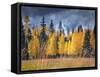Through the Yellow Trees I-David Drost-Framed Stretched Canvas