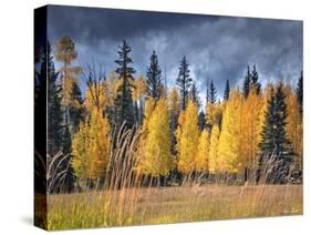 Through the Yellow Trees I-David Drost-Stretched Canvas