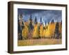 Through the Yellow Trees I-David Drost-Framed Photographic Print