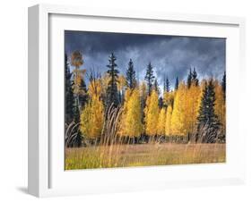 Through the Yellow Trees I-David Drost-Framed Photographic Print