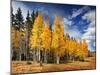 Through the Yellow Trees II-David Drost-Mounted Photographic Print