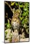 Thrush, Isles of Scilly, England, United Kingdom, Europe-Robert Harding-Mounted Photographic Print