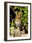 Thrush, Isles of Scilly, England, United Kingdom, Europe-Robert Harding-Framed Photographic Print