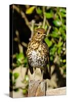 Thrush, Isles of Scilly, England, United Kingdom, Europe-Robert Harding-Stretched Canvas