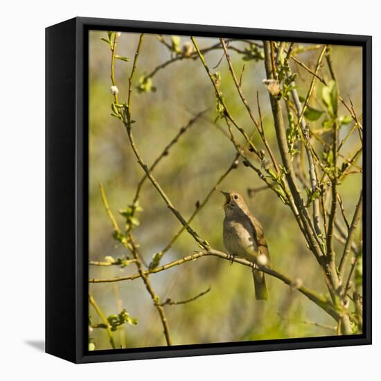 Thrush Nightingale (Luscinia Luscinia) in Tree Singing, Matsalu National Park, Estonia, May 2009-Rautiainen-Framed Stretched Canvas