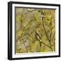 Thrush Nightingale (Luscinia Luscinia) in Tree Singing, Matsalu National Park, Estonia, May 2009-Rautiainen-Framed Photographic Print