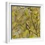 Thrush Nightingale (Luscinia Luscinia) in Tree Singing, Matsalu National Park, Estonia, May 2009-Rautiainen-Framed Photographic Print