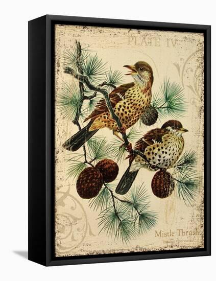 Thrush-Kate Ward Thacker-Framed Stretched Canvas
