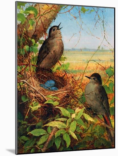 Thrushes by their Nest-Fidelia Bridges-Mounted Giclee Print