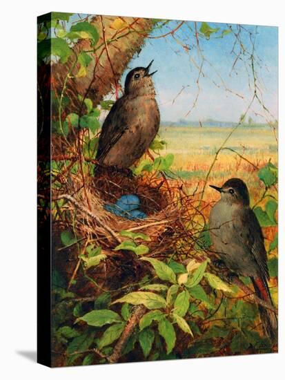 Thrushes by their Nest-Fidelia Bridges-Stretched Canvas