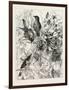 Thrushes in the Vineyard, Fashion, 1882-null-Framed Giclee Print
