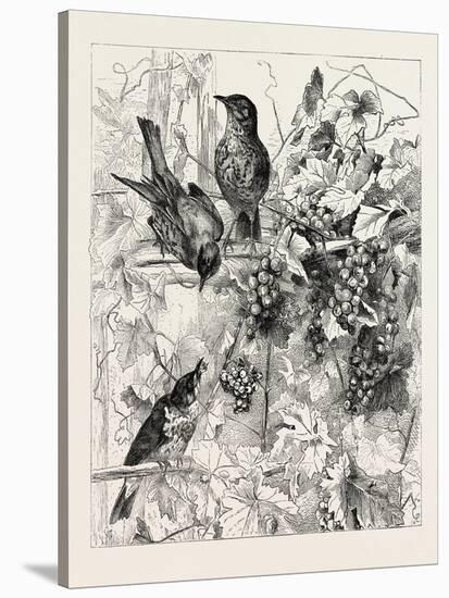 Thrushes in the Vineyard, Fashion, 1882-null-Stretched Canvas