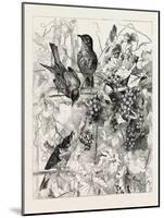 Thrushes in the Vineyard, Fashion, 1882-null-Mounted Giclee Print
