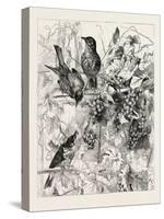 Thrushes in the Vineyard, Fashion, 1882-null-Stretched Canvas