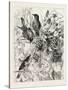 Thrushes in the Vineyard, Fashion, 1882-null-Stretched Canvas