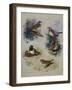 Thrushes-Archibald Thorburn-Framed Giclee Print