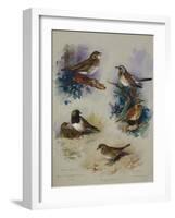 Thrushes-Archibald Thorburn-Framed Giclee Print